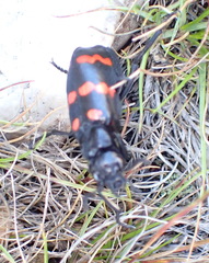 Hycleus sedecimguttatus