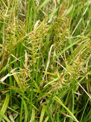 Carex edura