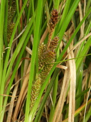 Carex wakatipu