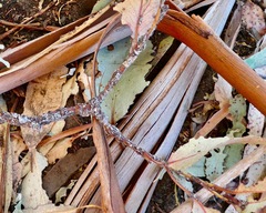 Selitrichodes globulus