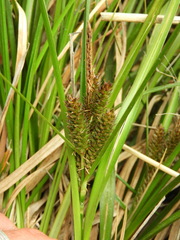 Carex wakatipu