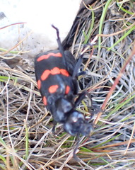 Hycleus sedecimguttatus