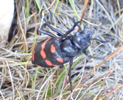 Hycleus sedecimguttatus