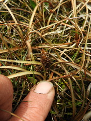 Carex petriei