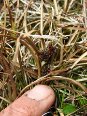 Carex petriei