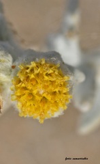 Achillea maritima maritima