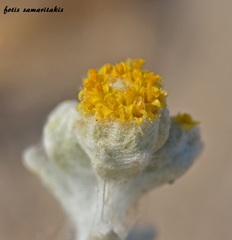 Achillea maritima maritima