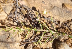 Aspalathus acuminata