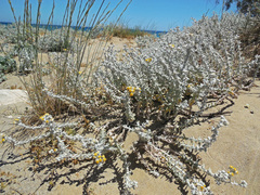 Achillea maritima maritima