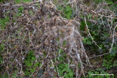 Xanthium spinosum