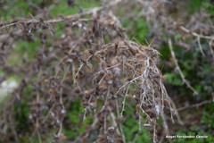 Xanthium spinosum