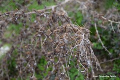 Xanthium spinosum