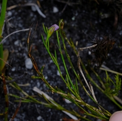 Psoralea oreophila
