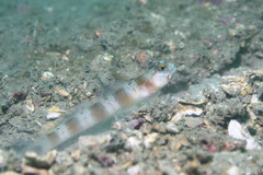 Amblyeleotris japonica