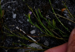 Psoralea oreophila