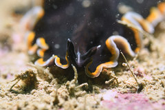 Pseudobiceros hancockanus