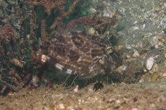 Stephanolepis cirrhifer