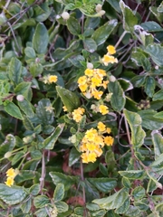 Lantana × hybrida