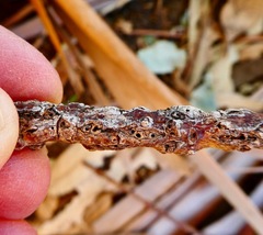 Selitrichodes globulus