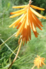 Kniphofia triangularis