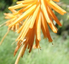 Kniphofia triangularis