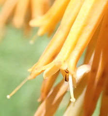 Kniphofia triangularis