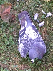 Columba livia domestica