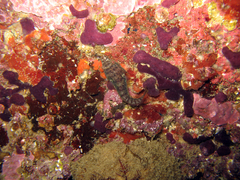 Lepadogaster candolii