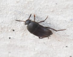 Ptomaphagus