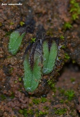Oxymitra incrassata