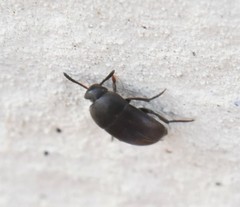 Ptomaphagus