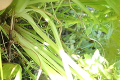Kniphofia triangularis