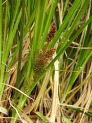 Carex wakatipu