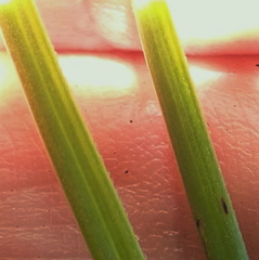 Kniphofia triangularis