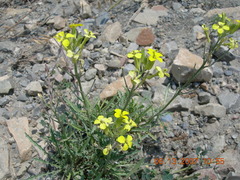 Erysimum callicarpum