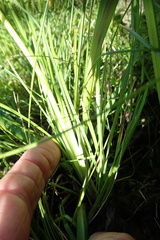 Kniphofia triangularis