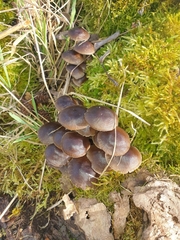 Mycena tintinnabulum