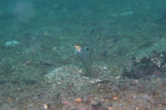 Acanthocepola indica