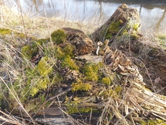 Mycena tintinnabulum