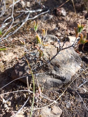 Delosperma neethlingiae