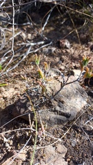 Delosperma neethlingiae