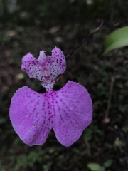 Comparettia macroplectron