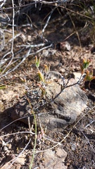 Delosperma neethlingiae