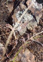 Delosperma neethlingiae