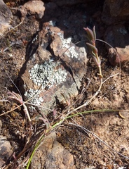 Delosperma neethlingiae