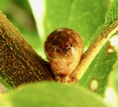 Callirhytis carmelensis