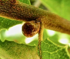 Callirhytis carmelensis