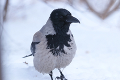 Corvus cornix