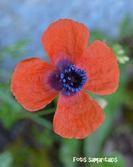 Papaver apulum