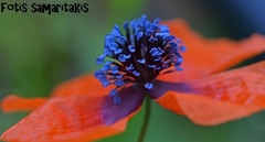 Papaver apulum